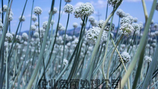 公司负面怎么处理